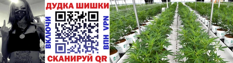 omg как войти  Асино  Канабис Ganja 
